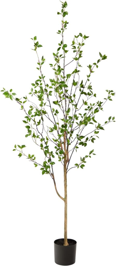 6.5' citrus tree image.